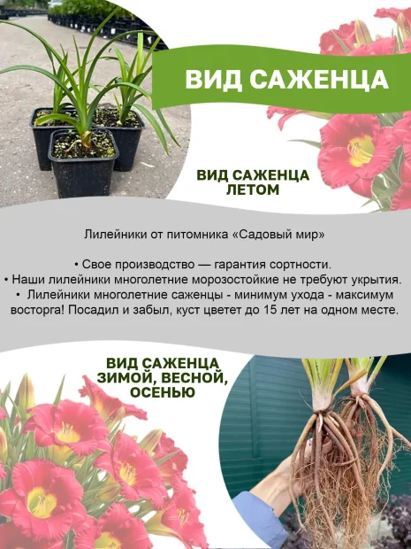 Лилейник Бамбу Блэки