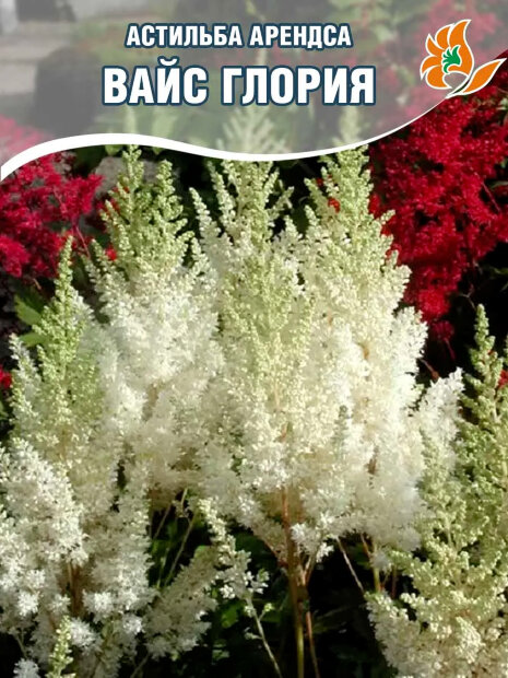 Астильба Вайс Глория (Арендса)