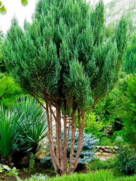 Можжевельник Стрикта (китайский)
