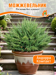 Можжевельник Андорра Компакт Можжевельник Андорра Компакт