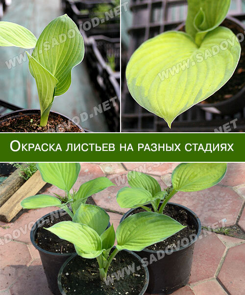 Хоста Голд Стандарт