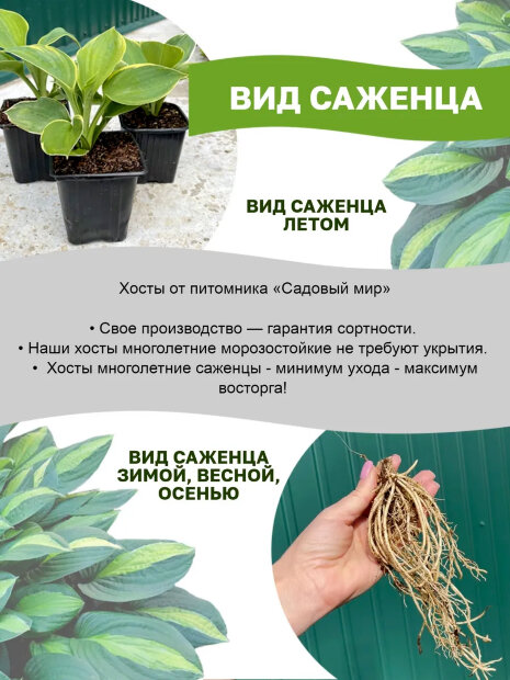 Хоста Биг Дедди