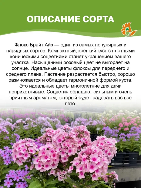 Флокс Брайт Айз