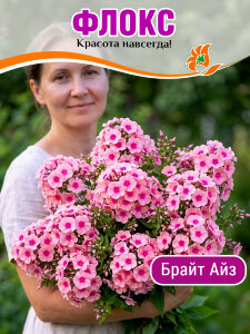 Флокс Брайт Айз Флокс Брайт Айз
