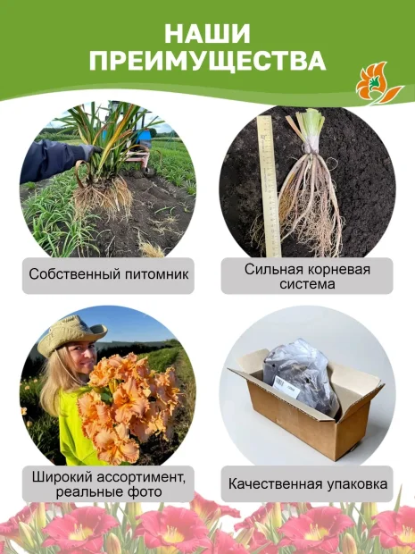 Лилейник Ринг Зе Белз оф Хевен