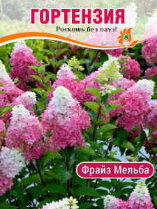 Гортензия Фрайз Мельба (метельчатая) Гортензия Фрайз Мельба (метельчатая)