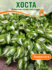 Хоста Унивитата Хоста Унивитата