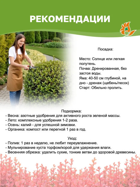 Барбарис Коронита (Тунберга) саженцы 