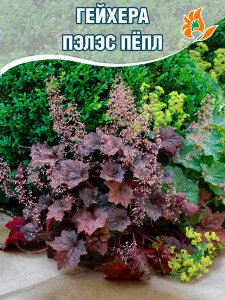Гейхера Пэлэс Пёпл (мелкоцветковая) Гейхера Пэлэс Пёпл (мелкоцветковая)
