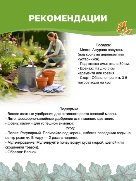 Гейхера Пэлэс Пёпл (мелкоцветковая) 