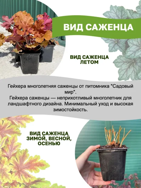 Гейхера Пэлэс Пёпл (мелкоцветковая) 