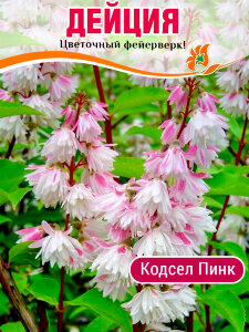 Дейция Кодсэл Пинк (шершавая) Дейция Кодсэл Пинк (шершавая)
