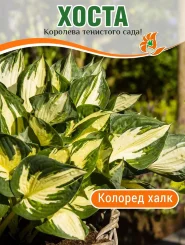 Хоста Колоред Халк Хоста Колоред Халк