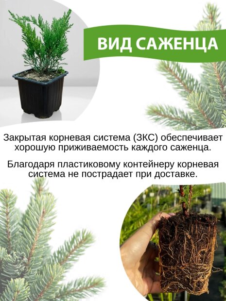 Туя Кинг оф Брабант (западная)