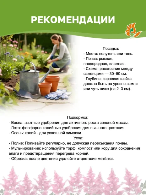Астильба Гиацинт (Арендса)
