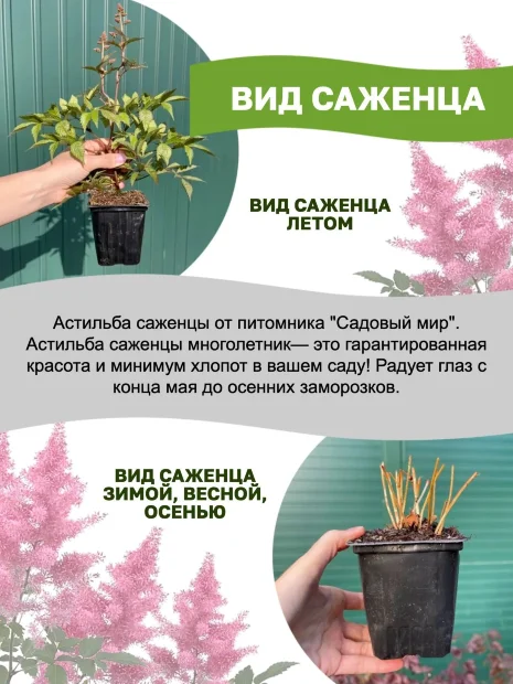 Астильба Гиацинт (Арендса)