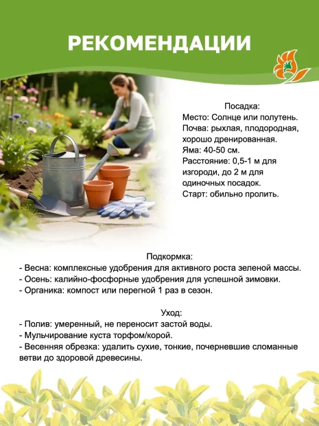 Бересклет Эмералд Голд (Форчуна) саженцы 