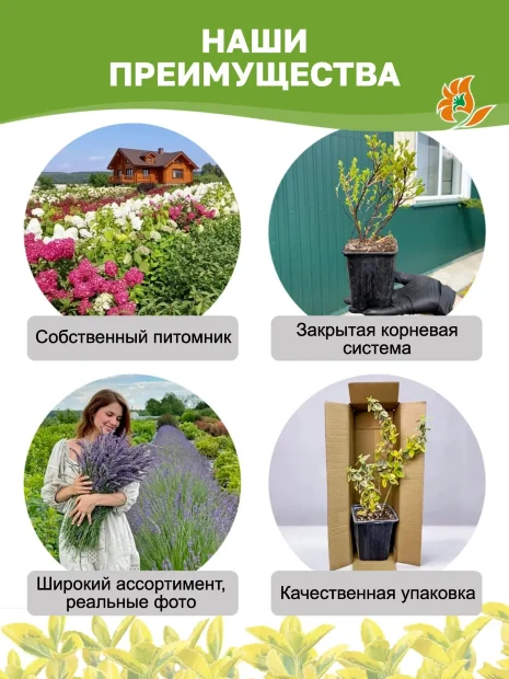 Бересклет Эмералд Голд (Форчуна) саженцы 