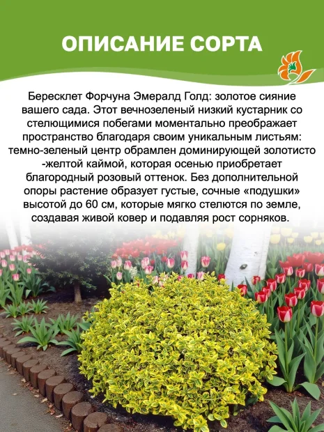 Бересклет Эмералд Голд (Форчуна) саженцы 