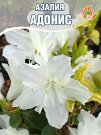 Азалия Адонис (японская) Азалия Адонис (японская)