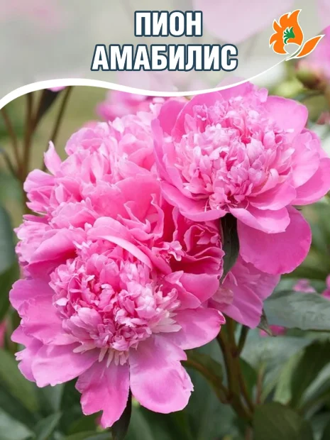 Пион Амабилис (травянистый)