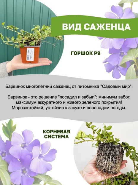 Барвинок Ла Грейв (малый) саженцы 