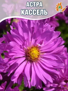 Астра Кассель Астра Кассель