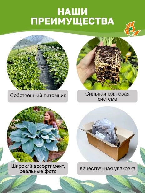 Хоста Снейк Айз (волнистая)