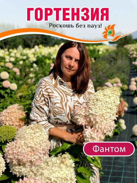 Гортензия Фантом (метельчатая)  саженцы 