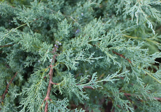 Можжевельник Пфитцериана Глаука (средний)