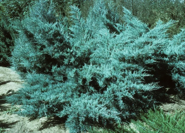 Можжевельник Пфитцериана Глаука (средний)