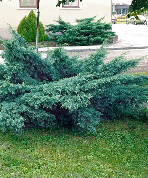 Можжевельник Пфитцериана Глаука (средний)