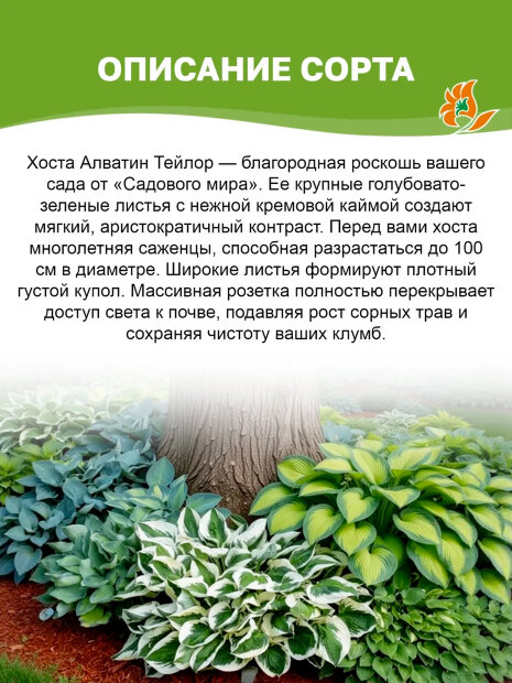 Хоста Алватин Тейлор