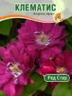 Клематис Ред Стар (крупноцветковый) Клематис Ред Стар (крупноцветковый)
