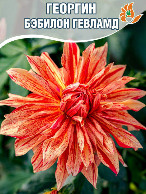 Георгин Бэбилон Гевламд (декоративный)