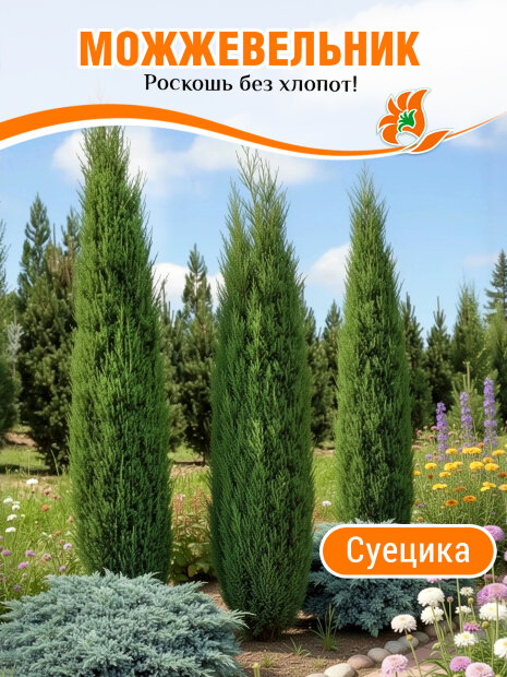 Можжевельник Суецика (обыкновенный)