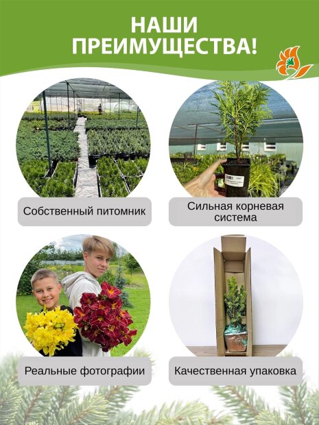 Можжевельник Суецика (обыкновенный)