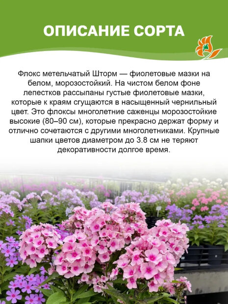 Флокс Шторм