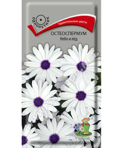 Остеоспермум Небо и лед
