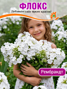 Флокс Рембранд Флокс Рембранд