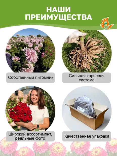 Георгин Мелоди Джипси (низкорослый)