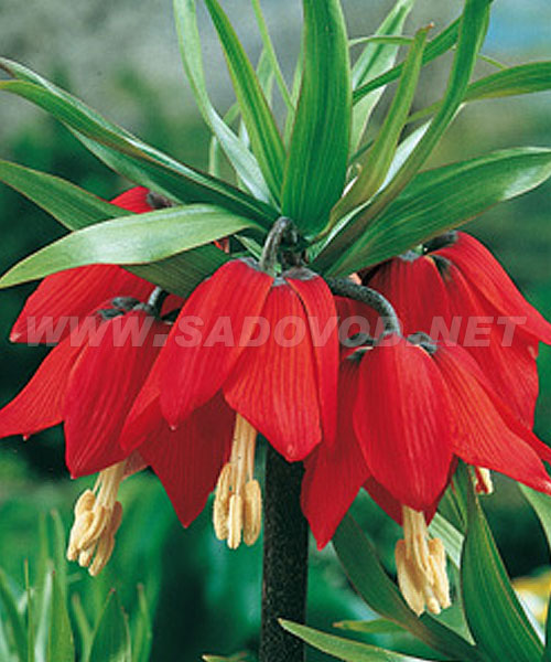 сорт Рубра